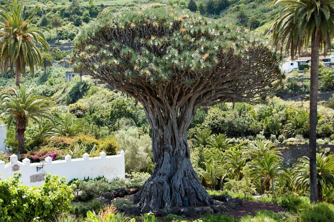 albero del drago albero